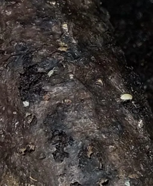 Dwarf white isopod culture